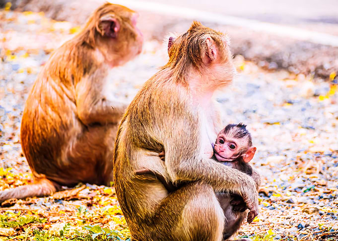 Monkey Animal