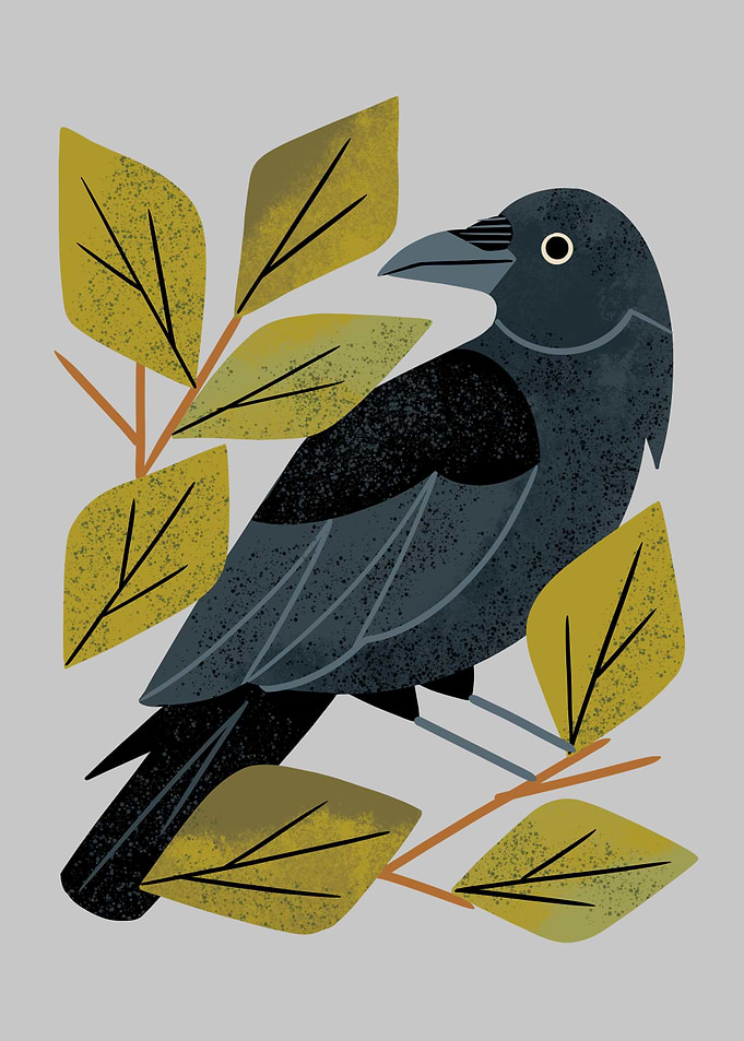 Perching Raven