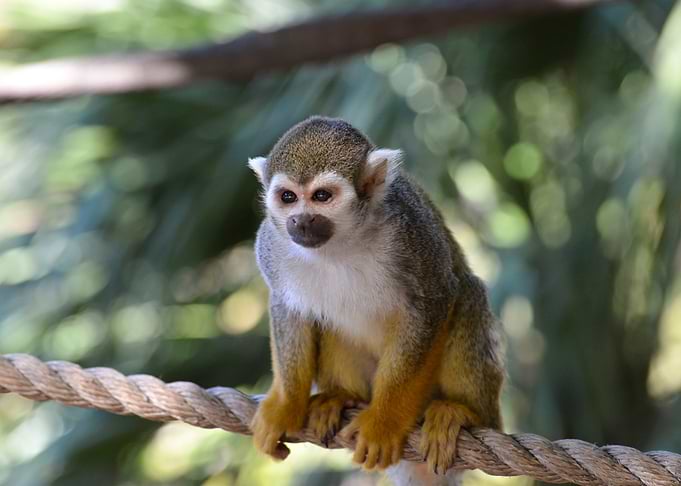 Monkey Animal