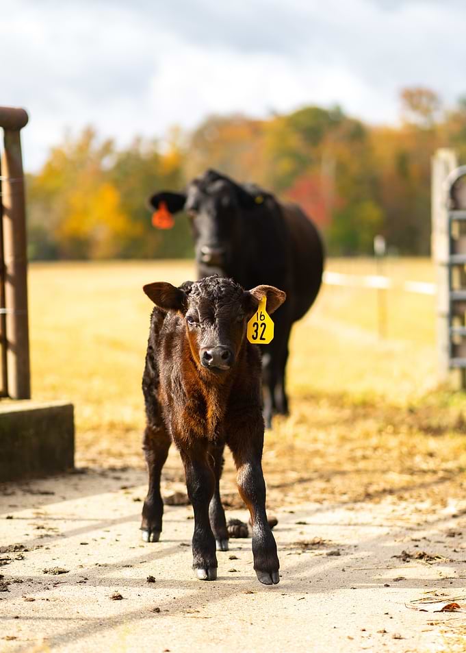 Calf with Mother