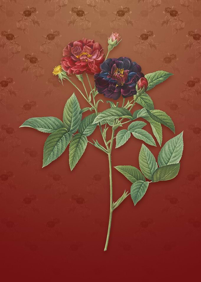 Vintage Van Eeden Rose