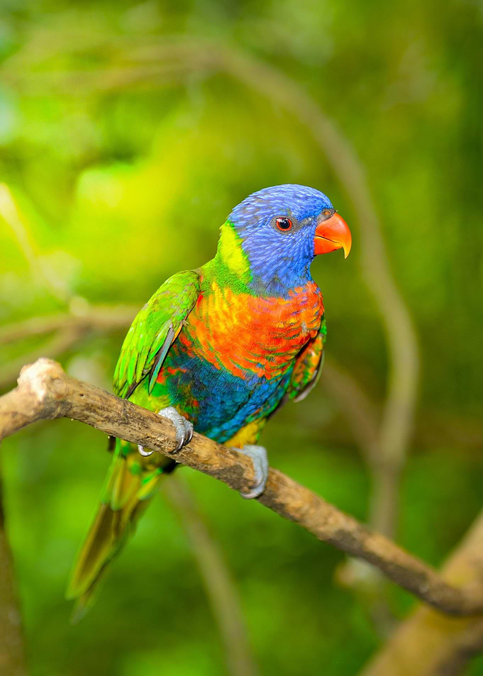 Rainbow Lorikeet