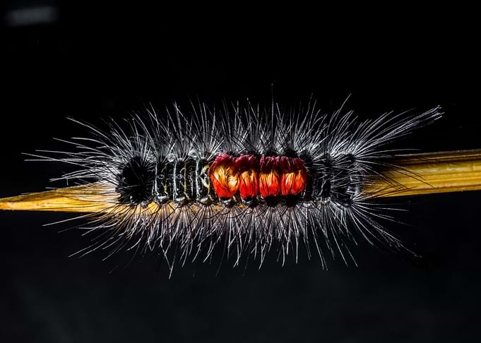 Furry Caterpillar
