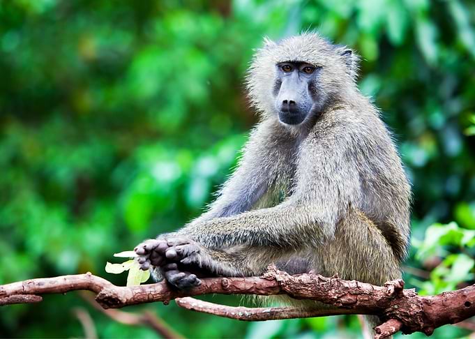 Monkey Animal