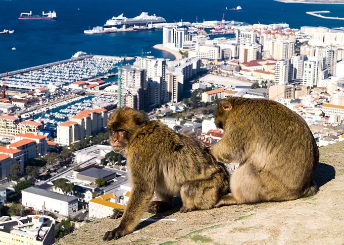Monkey Animal