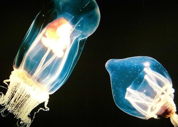 Unusual Jellyfish