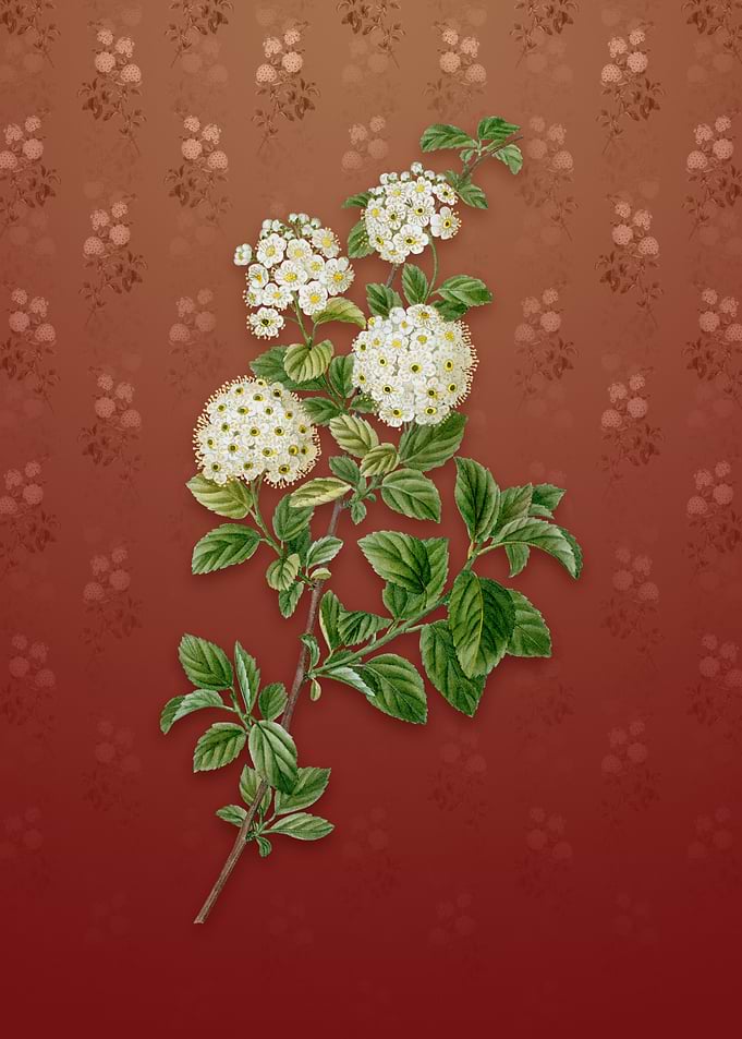 Germander Meadowsweet