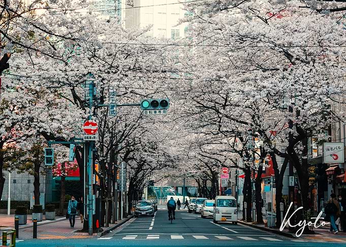 The cherry blossoms