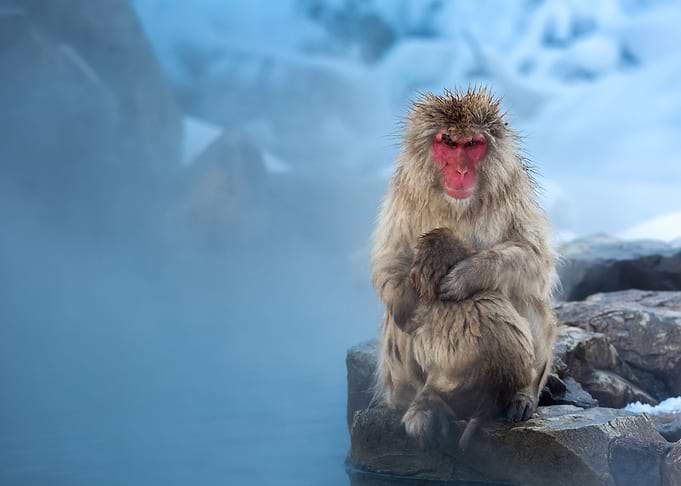 Monkey Animal