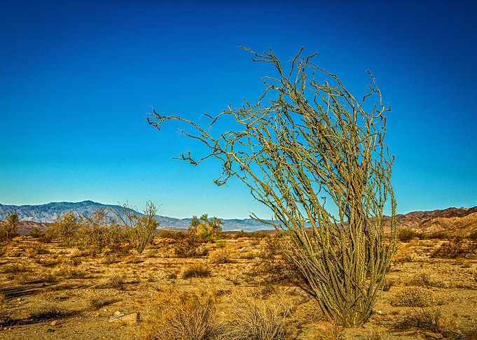 The Ocotillo Plant