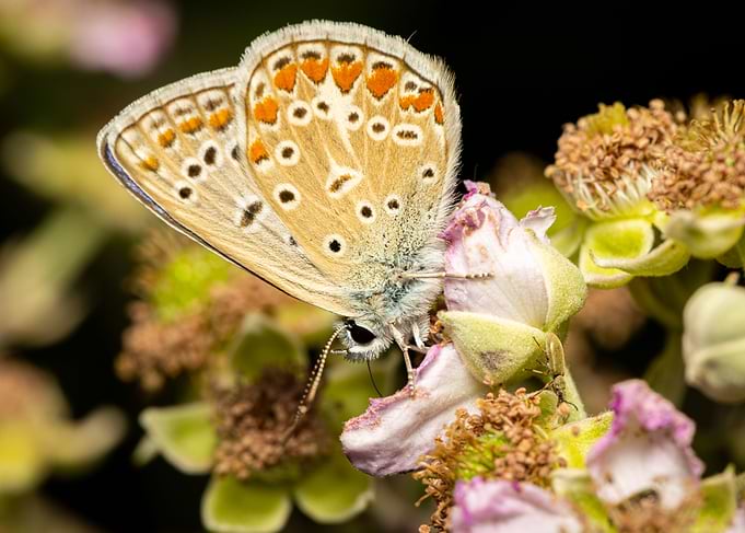 Macro of a butterfly