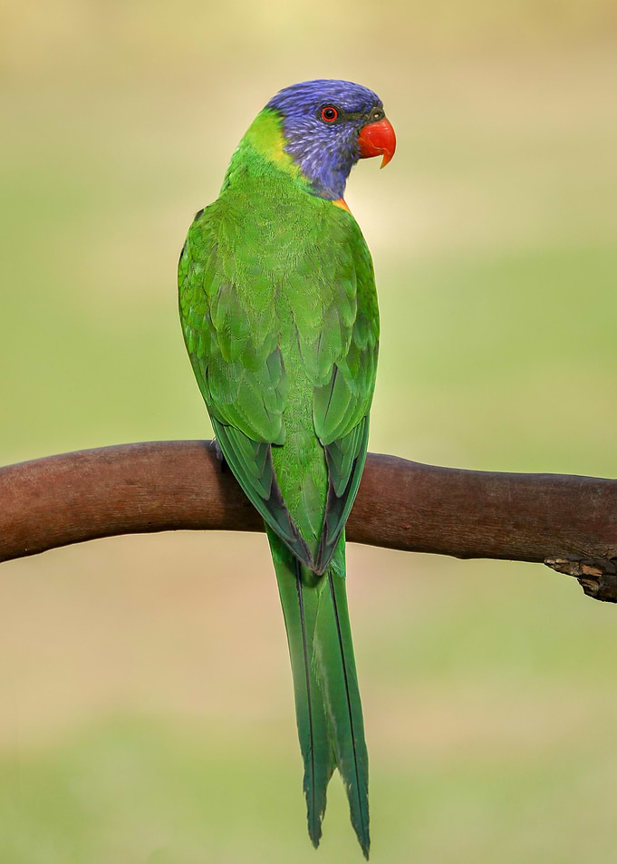 Rainbow Lorikeet Back