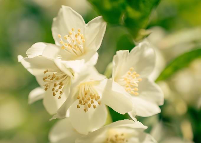 Small White Flowers