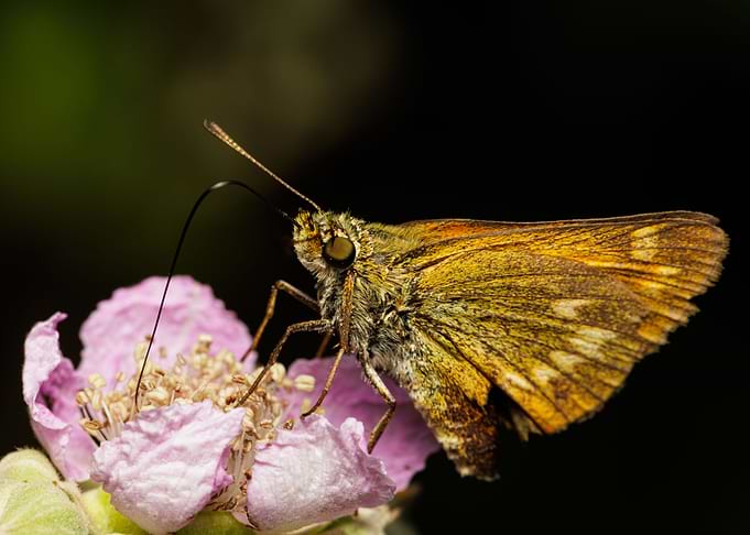 Macro of a butterfly
