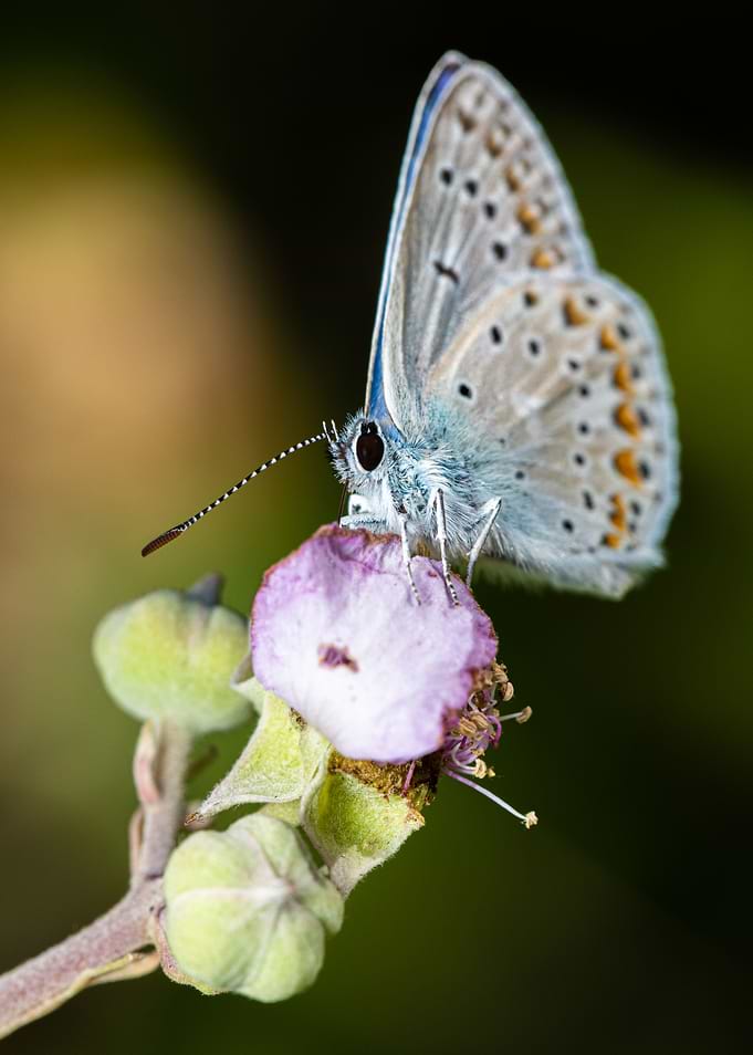 Macro of a butterfly