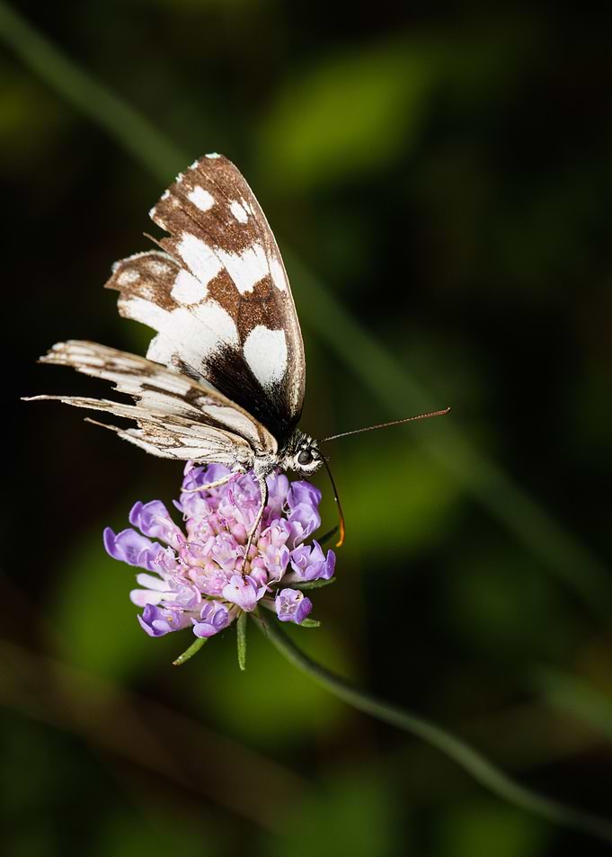 Macro of a butterfly