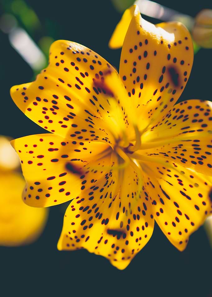 Kelleys Lily