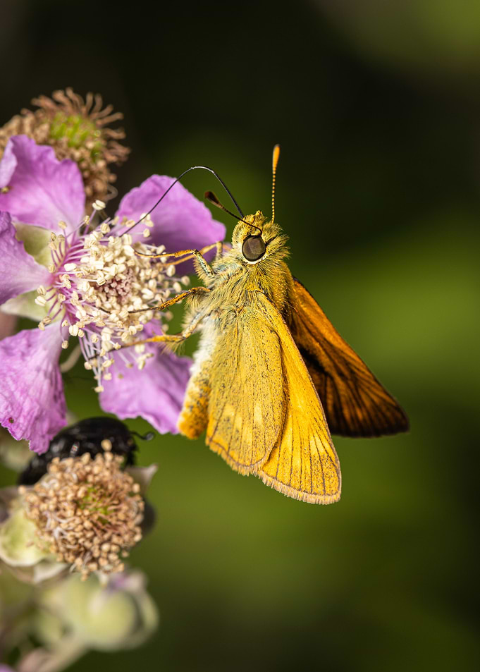 Macro of a butterfly