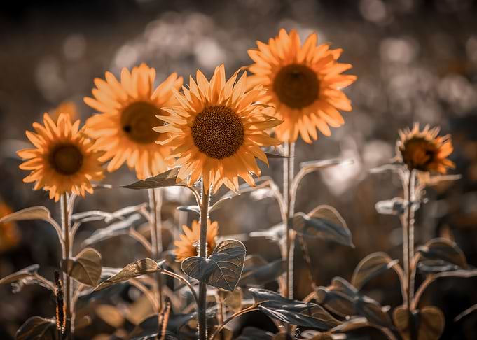 Sunflower field, macro