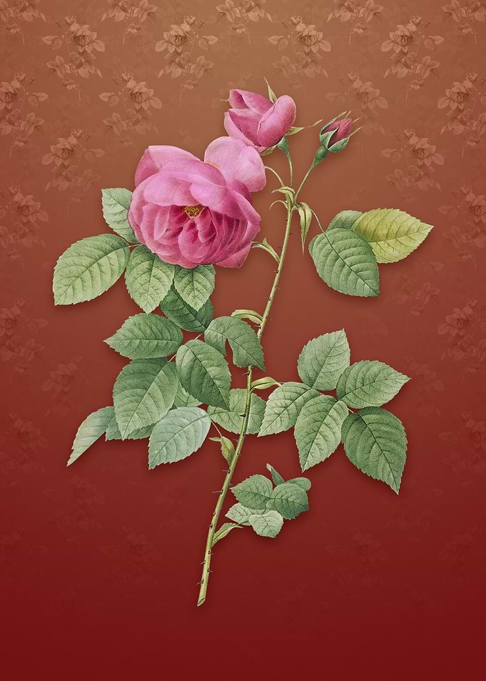 Vintage Pink Bourbon Roses