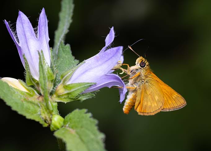 Macro of a butterfly