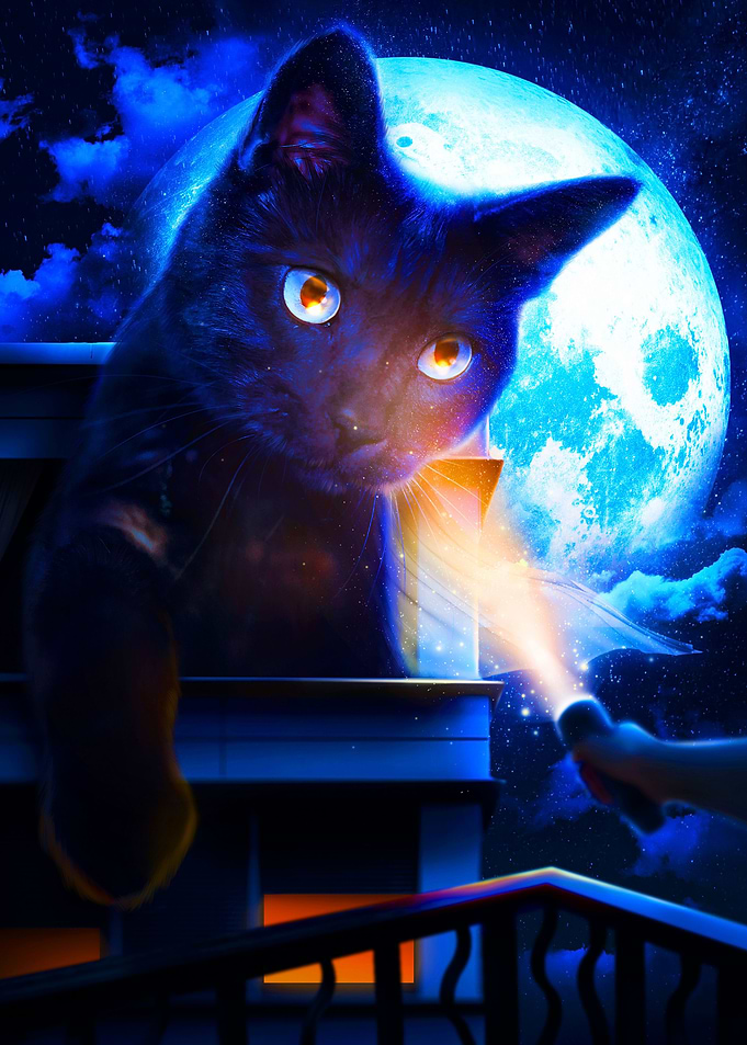 The Black Cat King