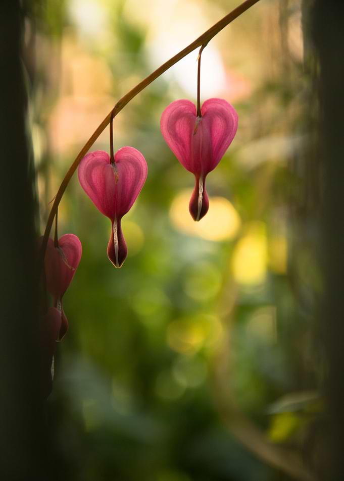 Bleeding Hearts