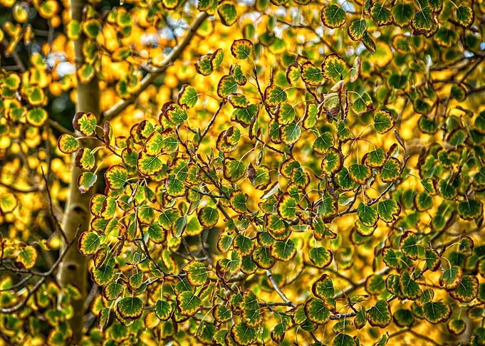 Aspen Leaves Changing