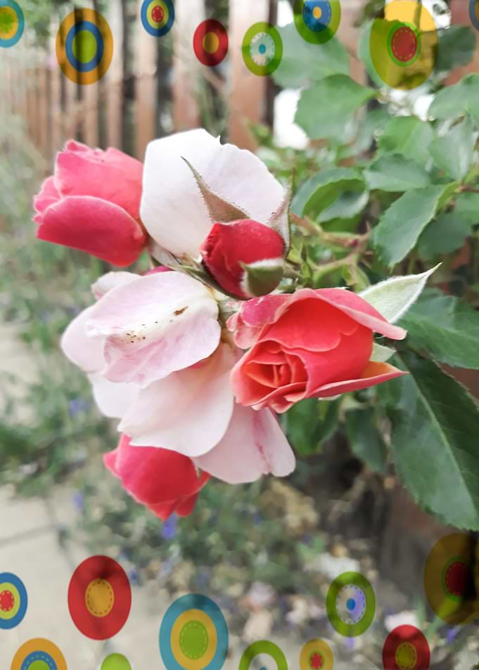 Hippie pink roses