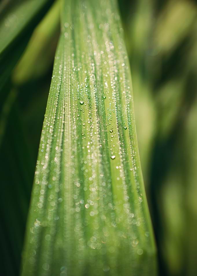 Shiny Leaf