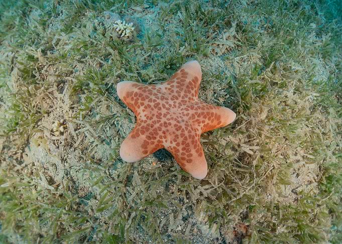 Starfish Beach Animal