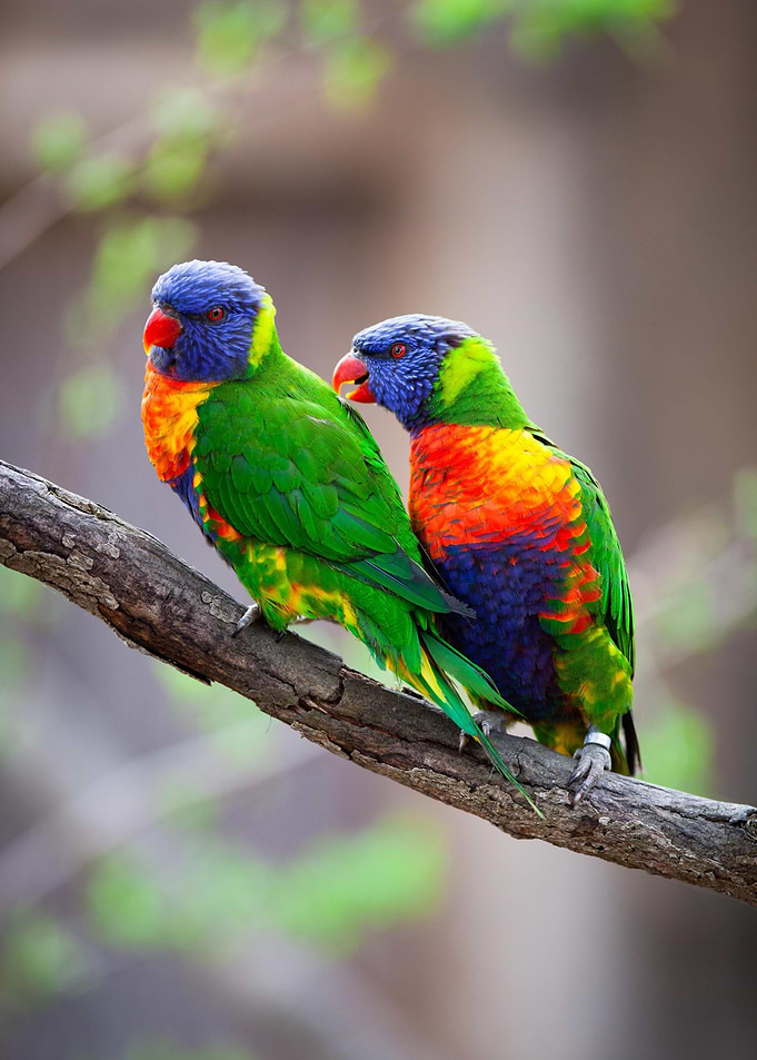 Rainbow Lorikeet Couple