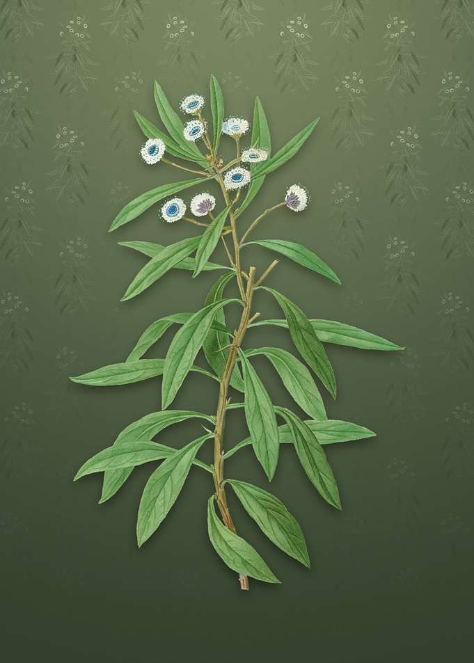 Vintage Globe Daisy Shrub