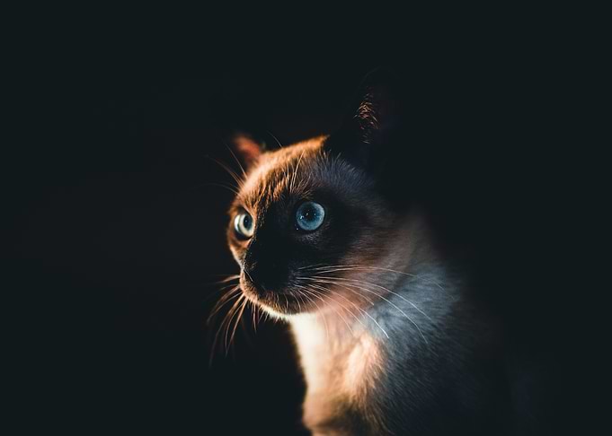siamese cat