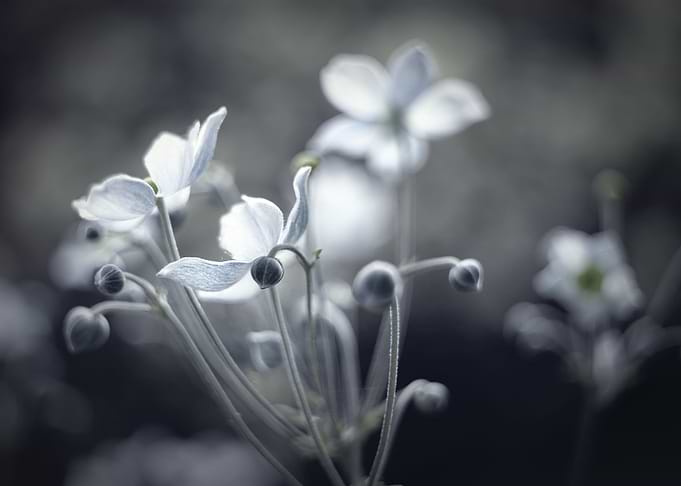Summer anemones, macro