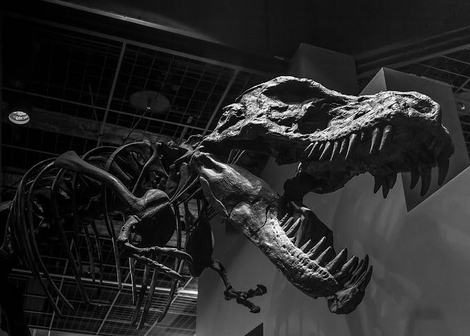 Dinosaur reconstructed
