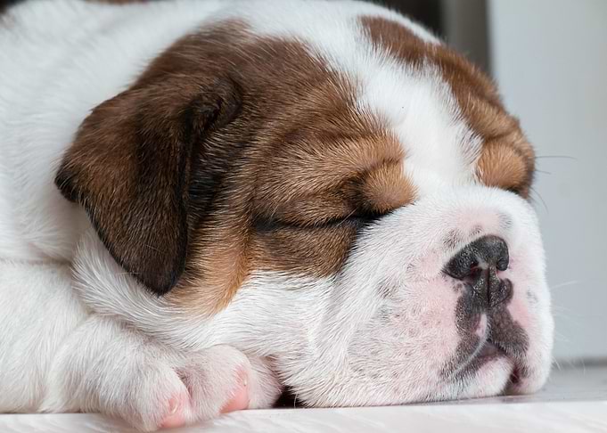 dog dream