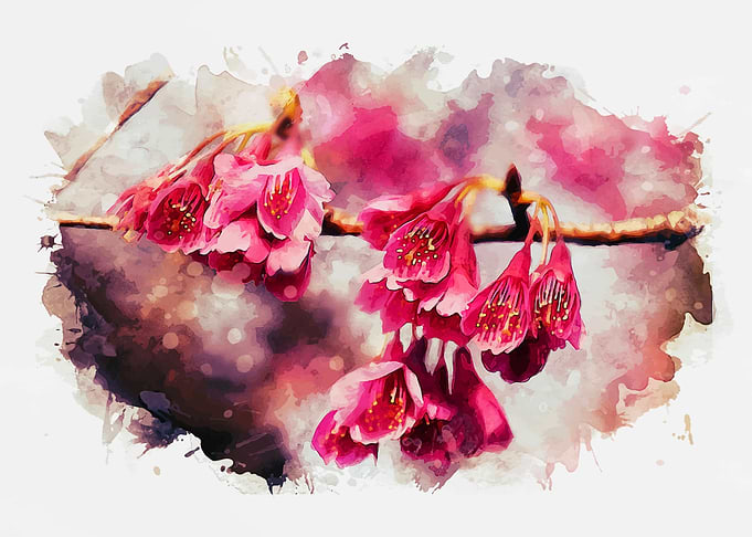 Japanese Sakura