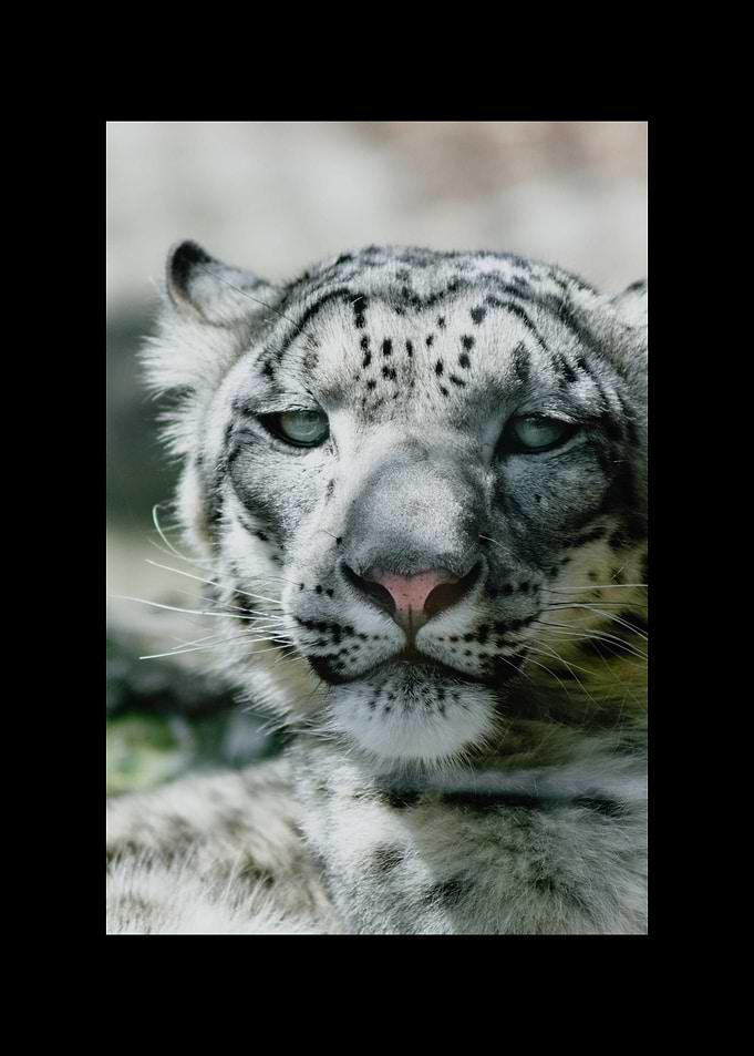 White Tiger