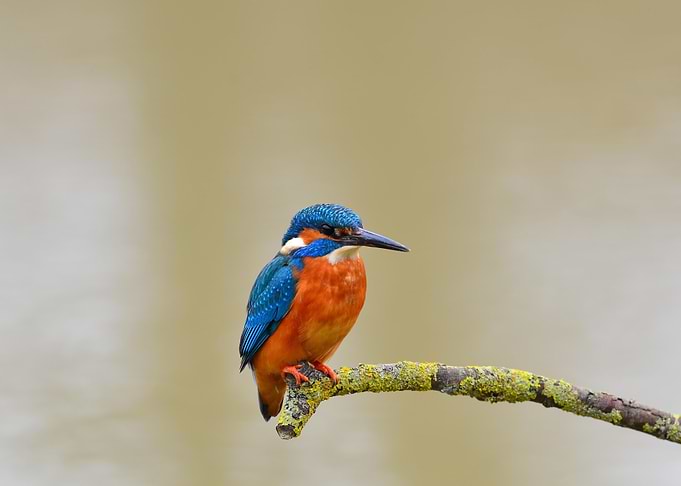 kingfisher