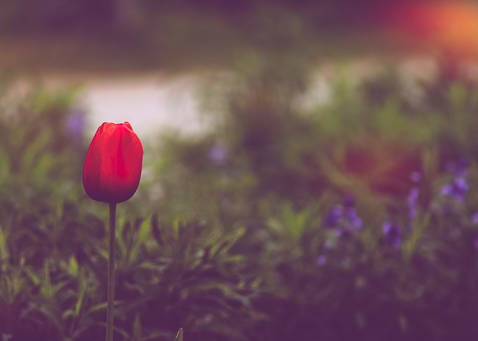 The lonely tulip