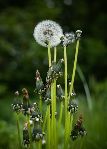 Dandelion Overblown Flower