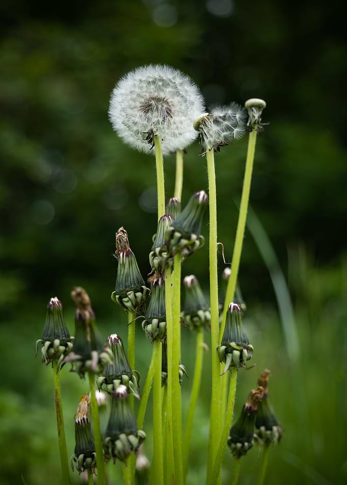 Dandelion Overblown Flower