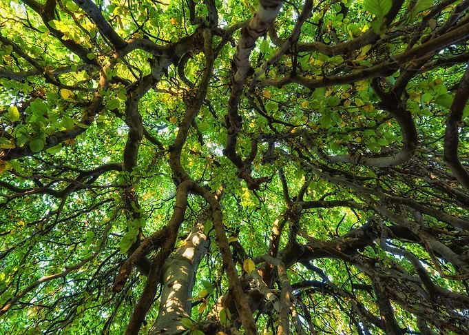 Old Tree Canopy
