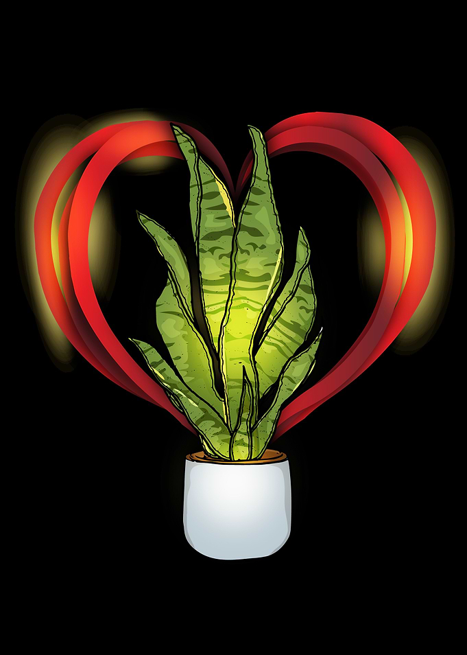Florist Snake Plant Lover