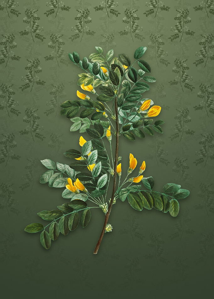 Vintage Siberian Pea Tree