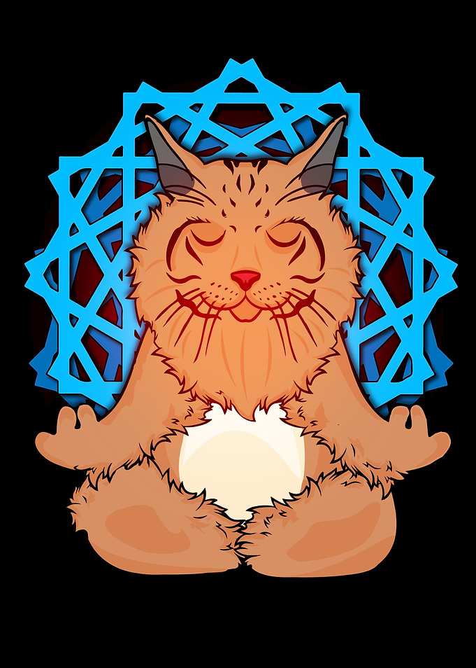 Maine Coon Yoga Meditation