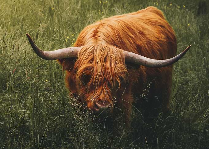 Highland Cattle