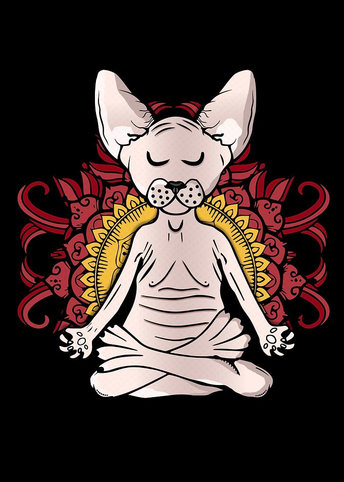 Sphynx Cat Meditation Yoga