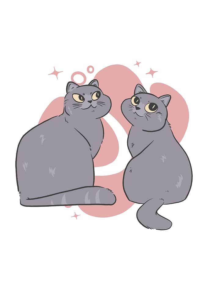 Cat British Short Hair